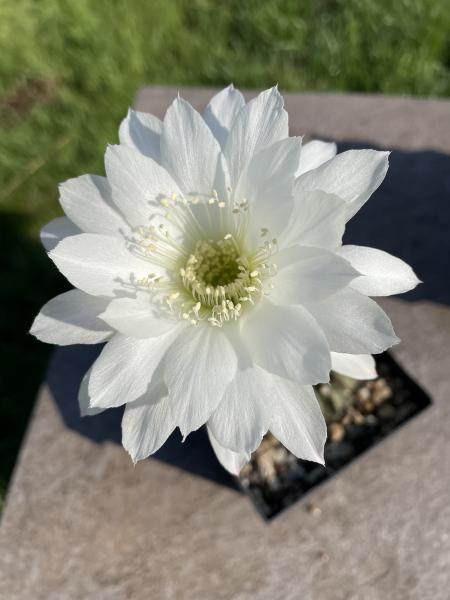 Echinopsis Hybr. weiss